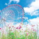 観覧車とコスモス