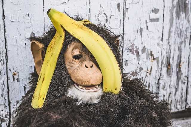 バナナの皮に隠れようとするチンパンジー
