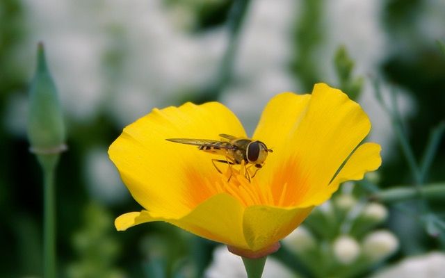 花の蜜を吸うハチ
