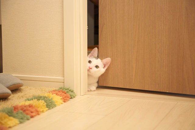 ドアから顔だけ出して覗く猫
