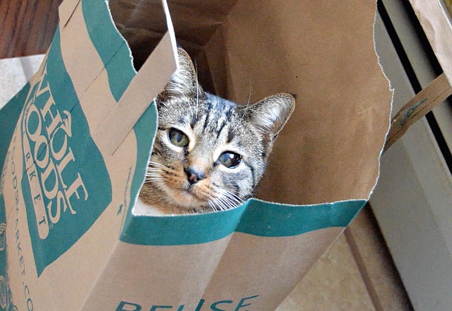 紙袋の中からこちらを覗く猫
