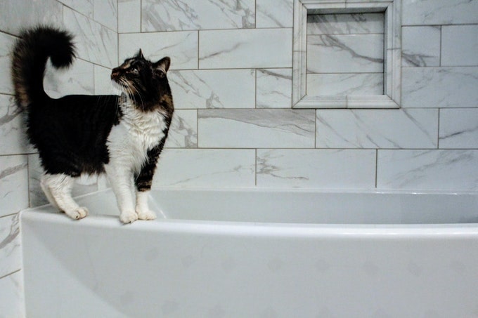 浴槽のふちを歩く猫