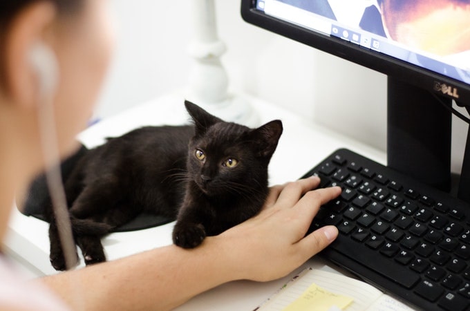 パソコン操作中の飼い主に合図を送る黒猫